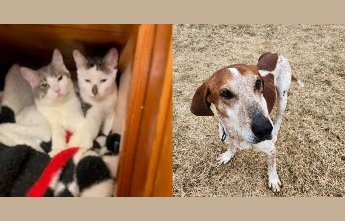 Spicy & Dill and Tucker