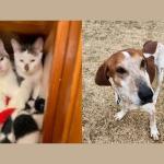 Spicy & Dill and Tucker