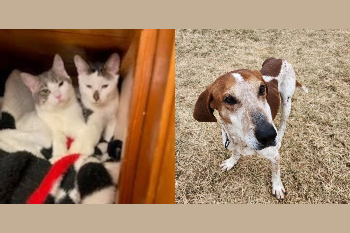 Spicy & Dill and Tucker