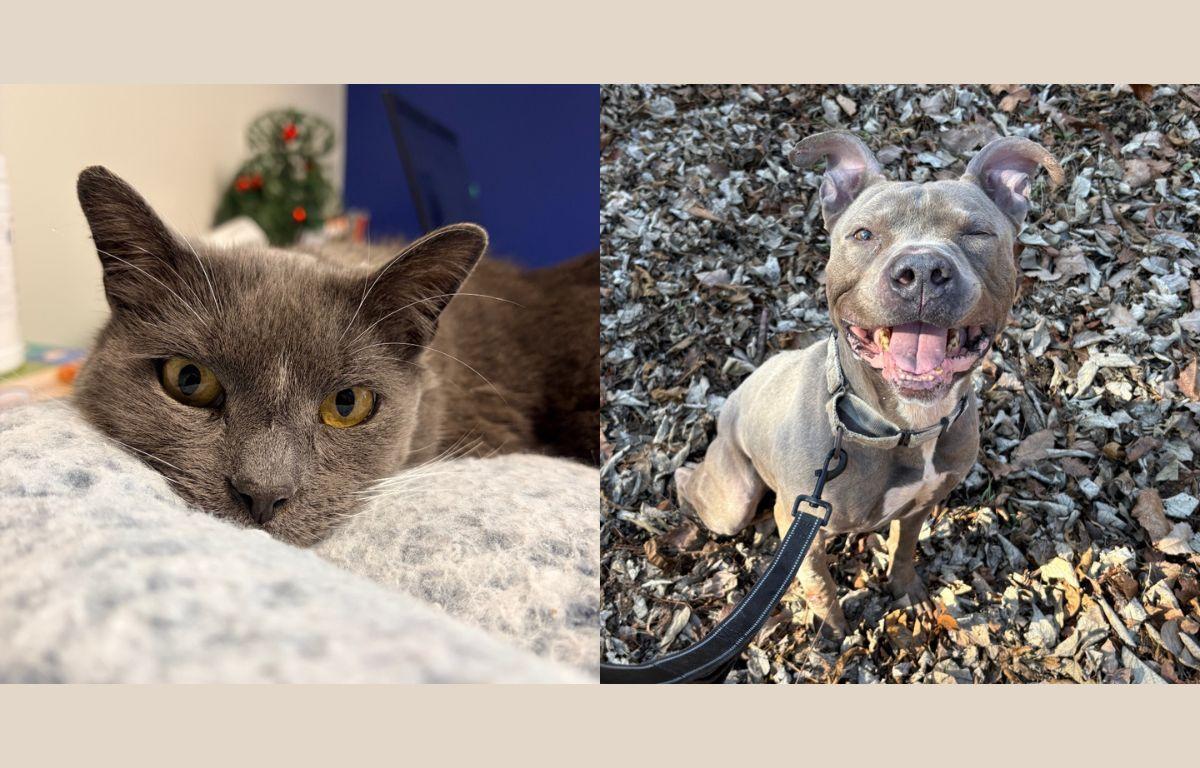 Bartleby (left) and Dier (right)