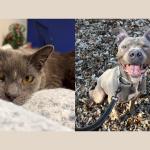 Bartleby (left) and Dier (right)