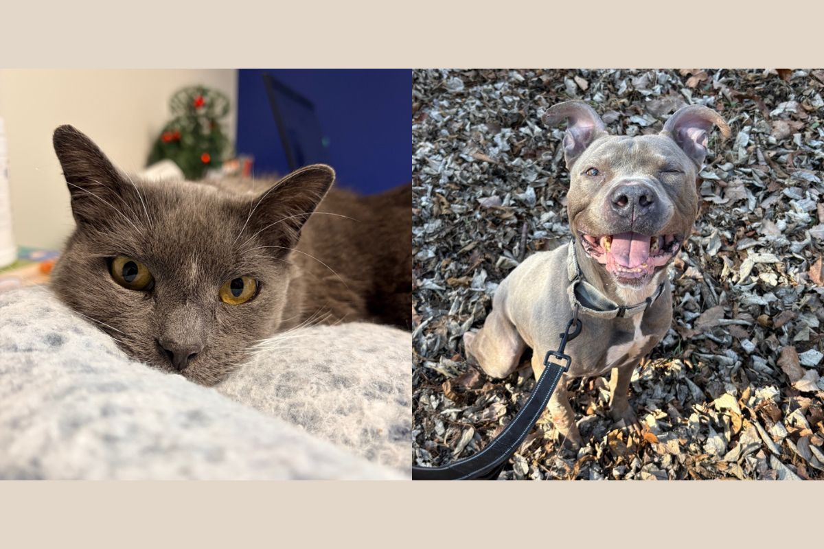 Bartleby (left) and Dier (right)