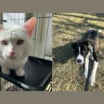 Solitaire (right) and Miller (left)