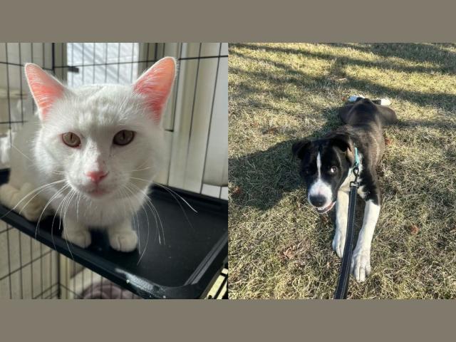 Solitaire (right) and Miller (left)