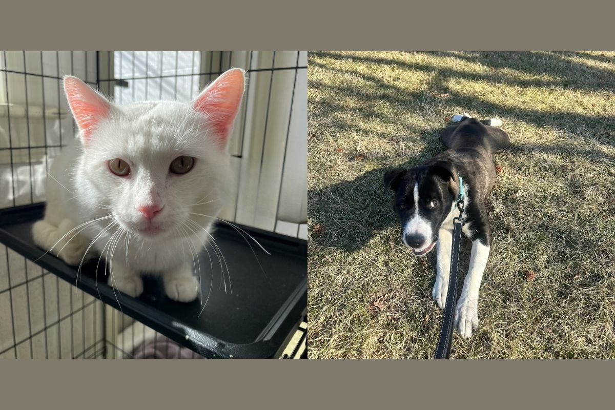 Solitaire (right) and Miller (left)