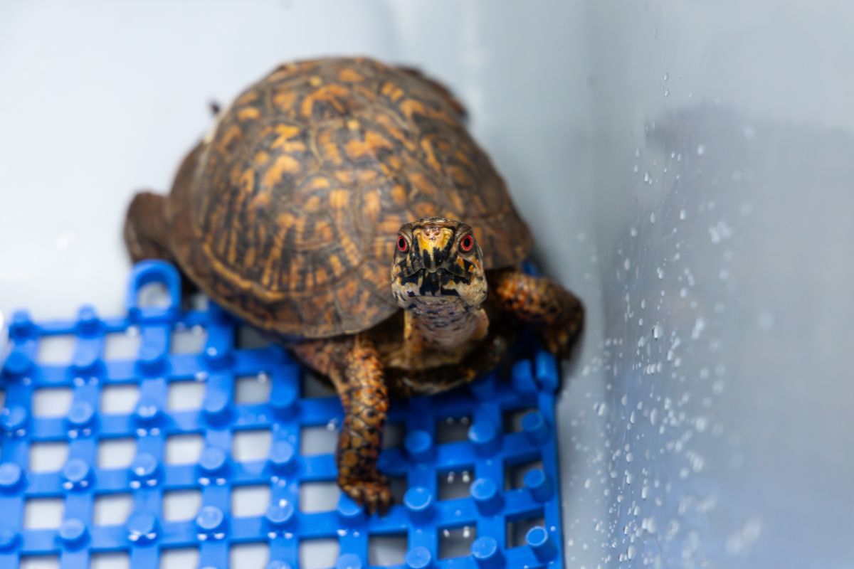Bridgewater College and Wildlife Center partner on wildlife rehabilitation