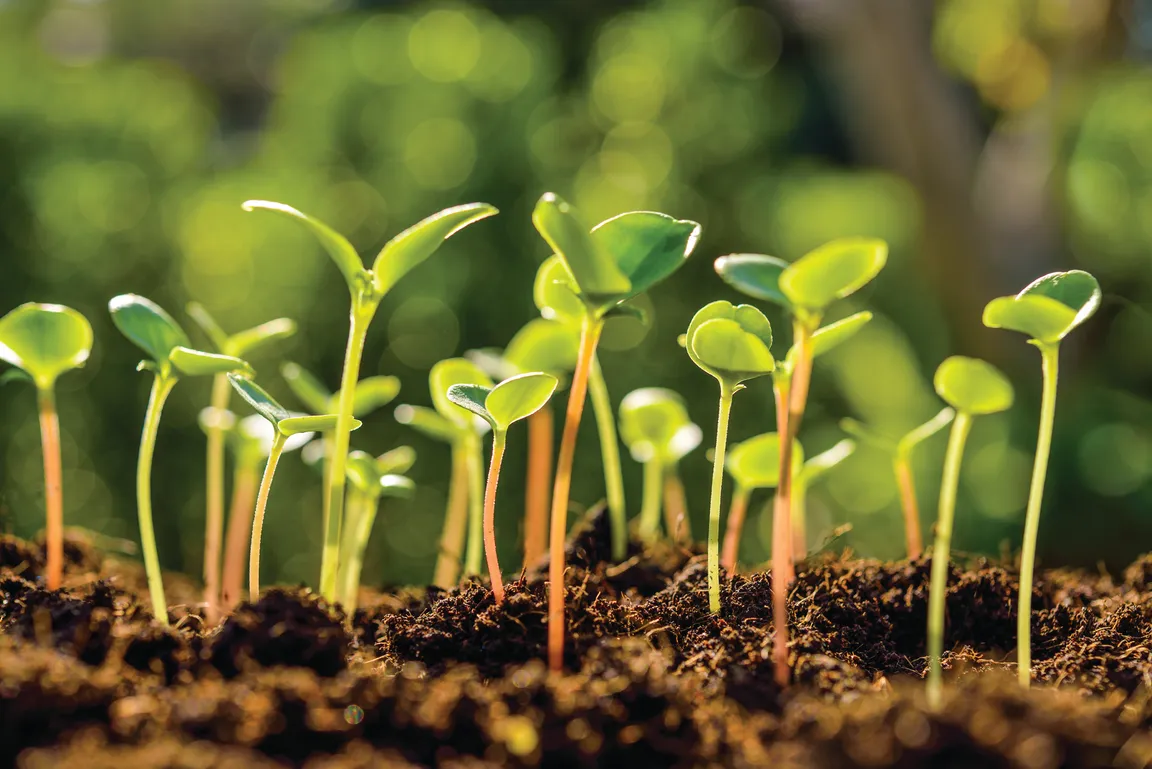 seedlings seeds sprouts gardening garden