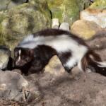A skunk sitting on rocks.