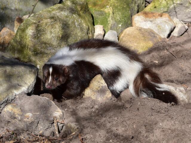 A skunk sitting on rocks.