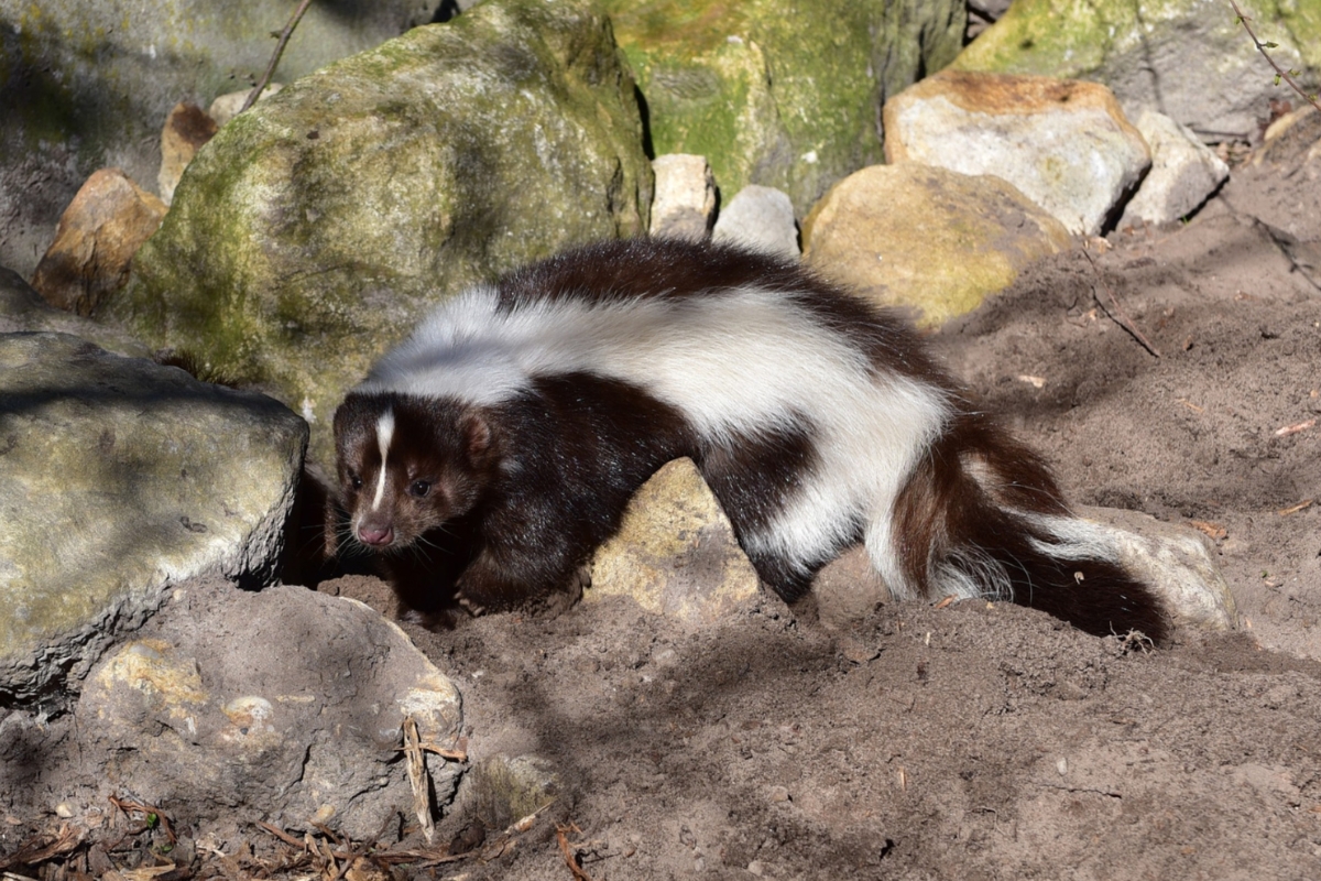 A skunk sitting on rocks.