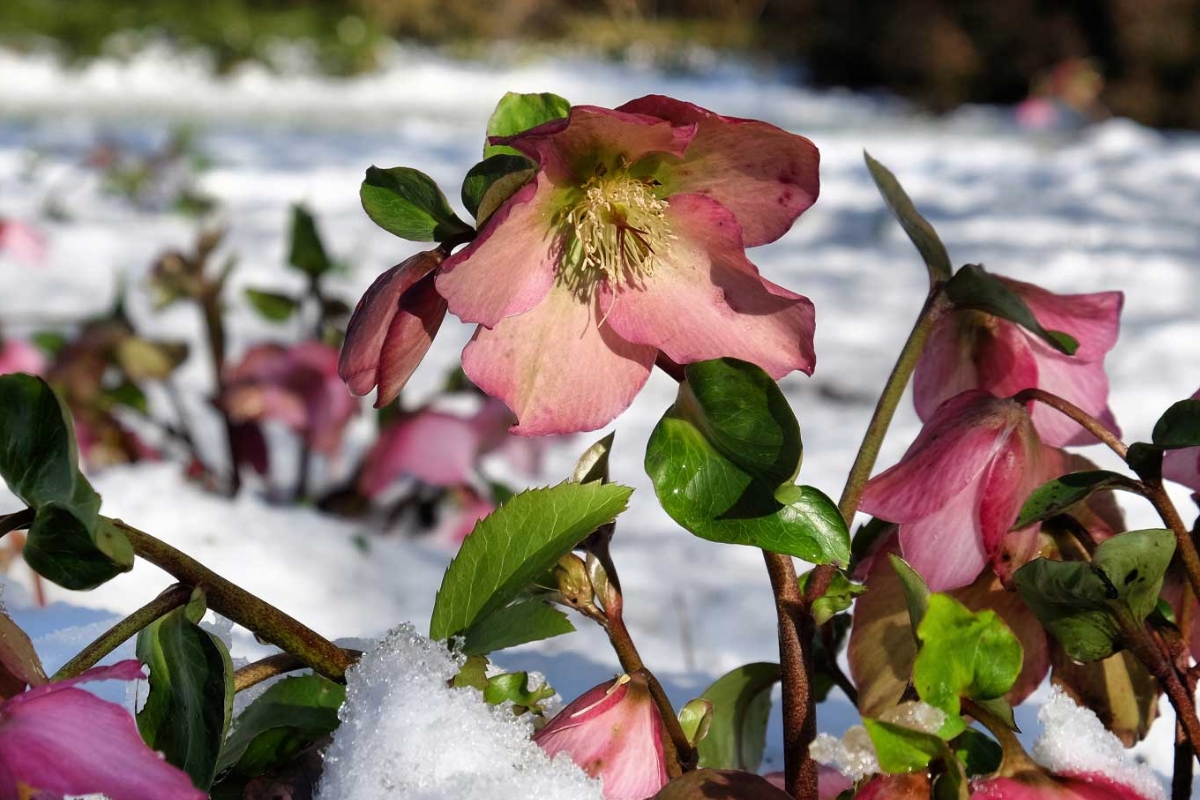 A flower blooming through snow.