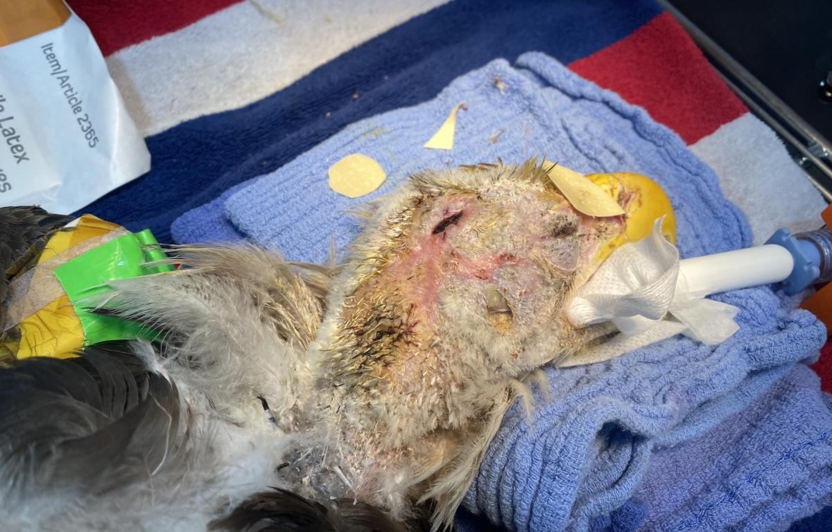 The Bald Eagle after surgery.