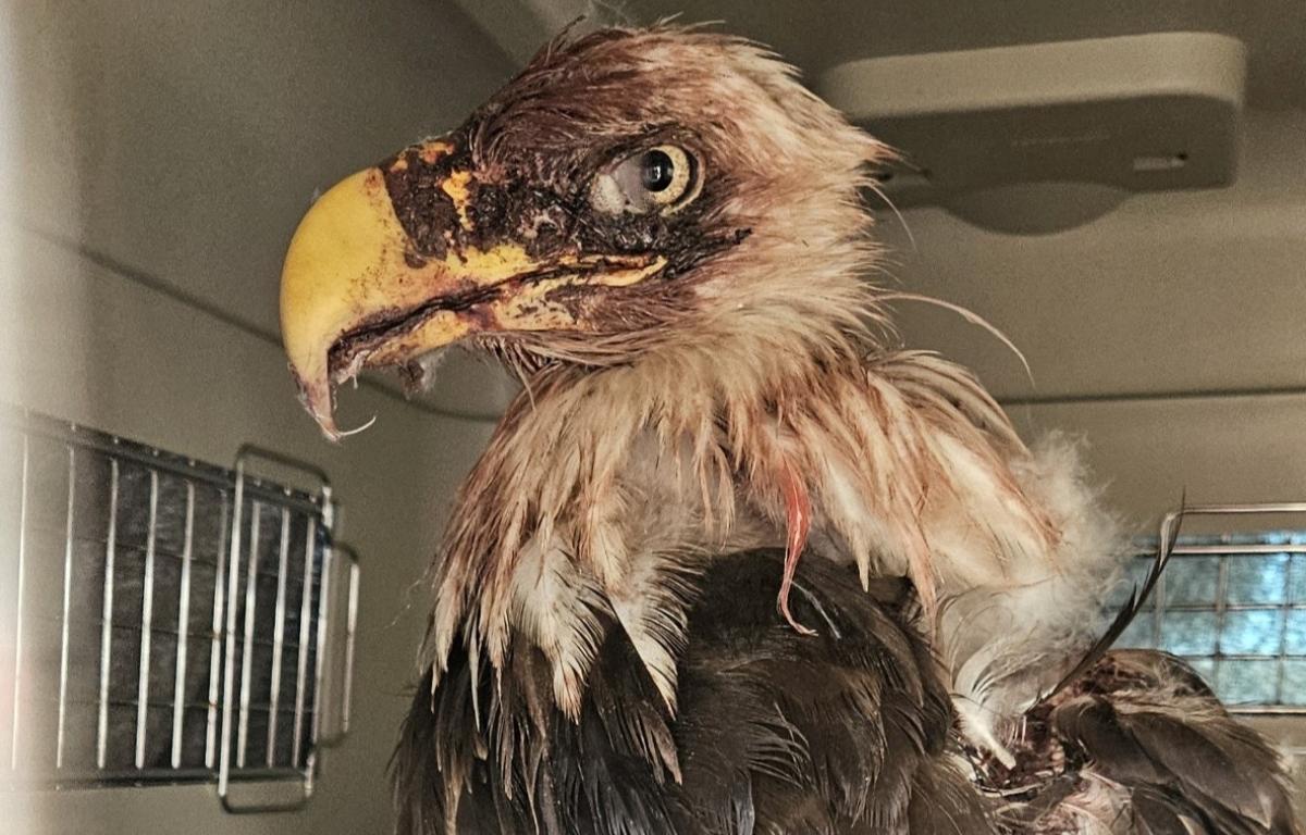 The Bald Eagle upon admission. It has a dried bloody face.