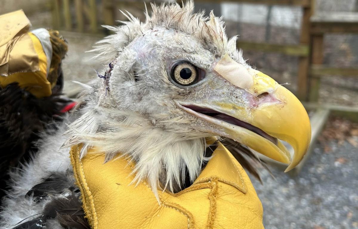 Up close of the bald eagle after partially healing.