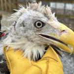 Up close of the bald eagle after partially healing.
