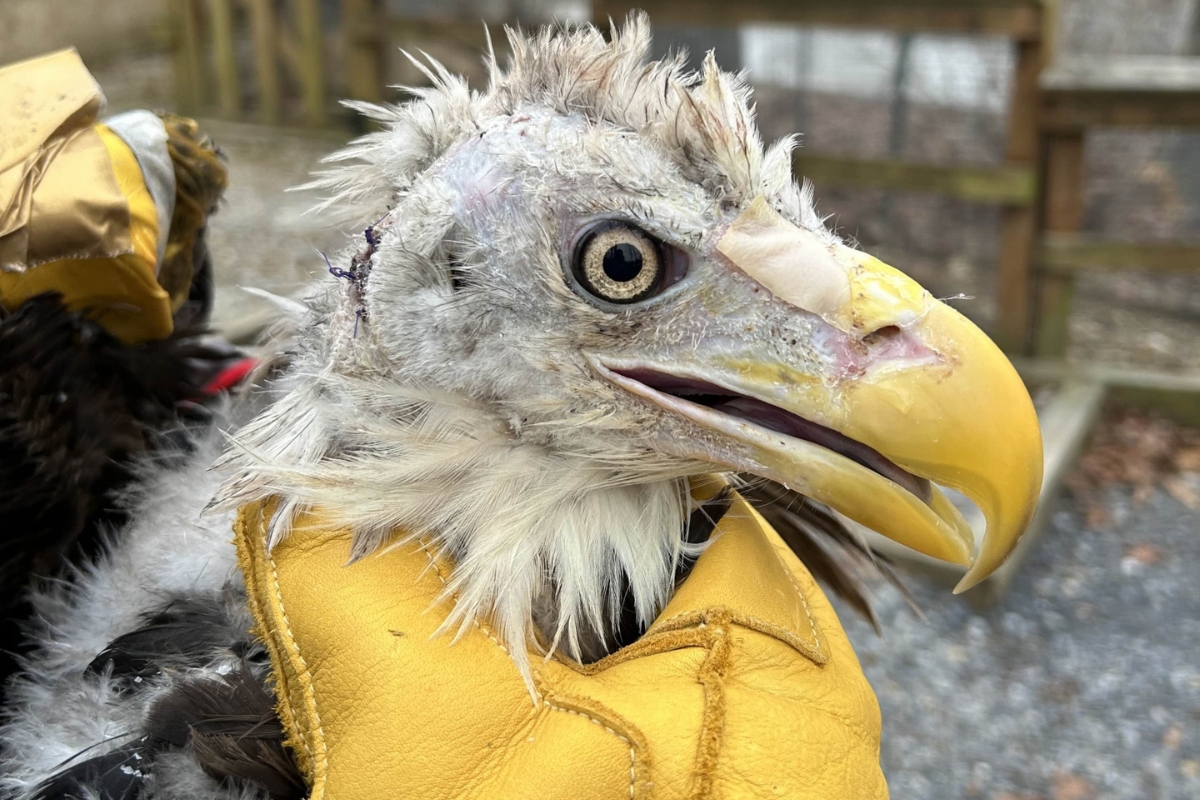 Up close of the bald eagle after partially healing.