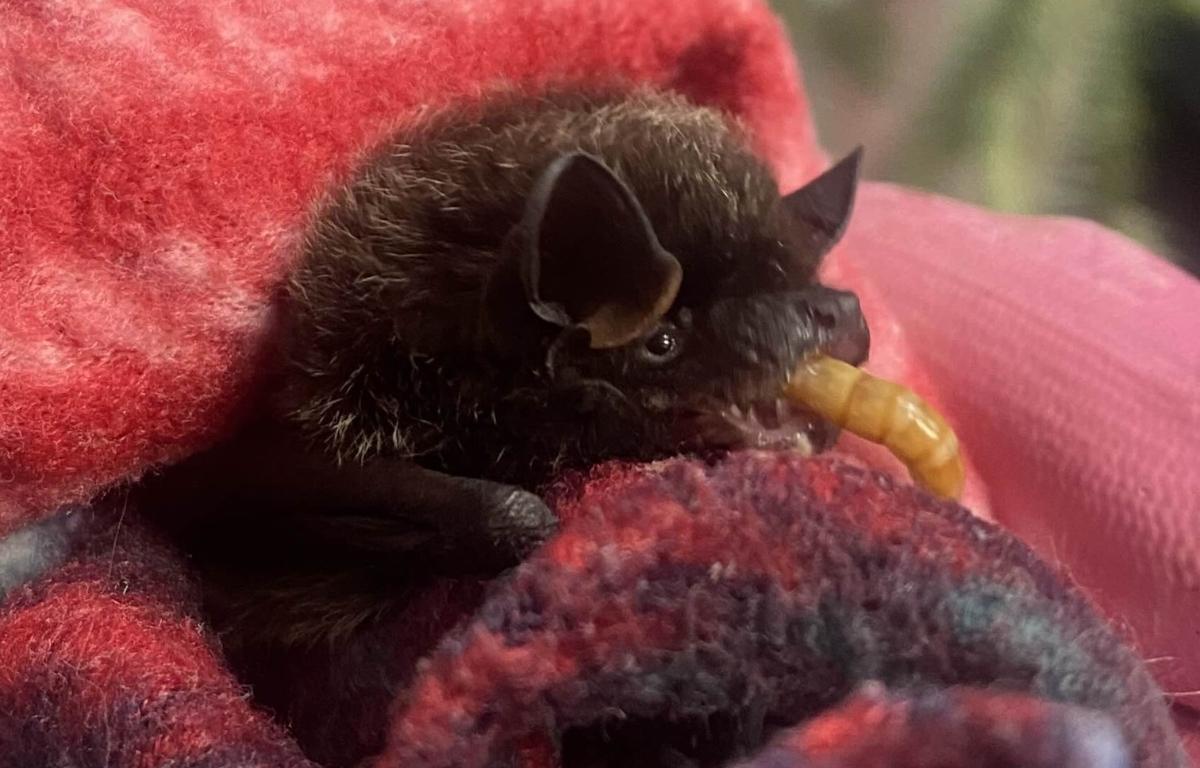 Up close of the silver haired bat.