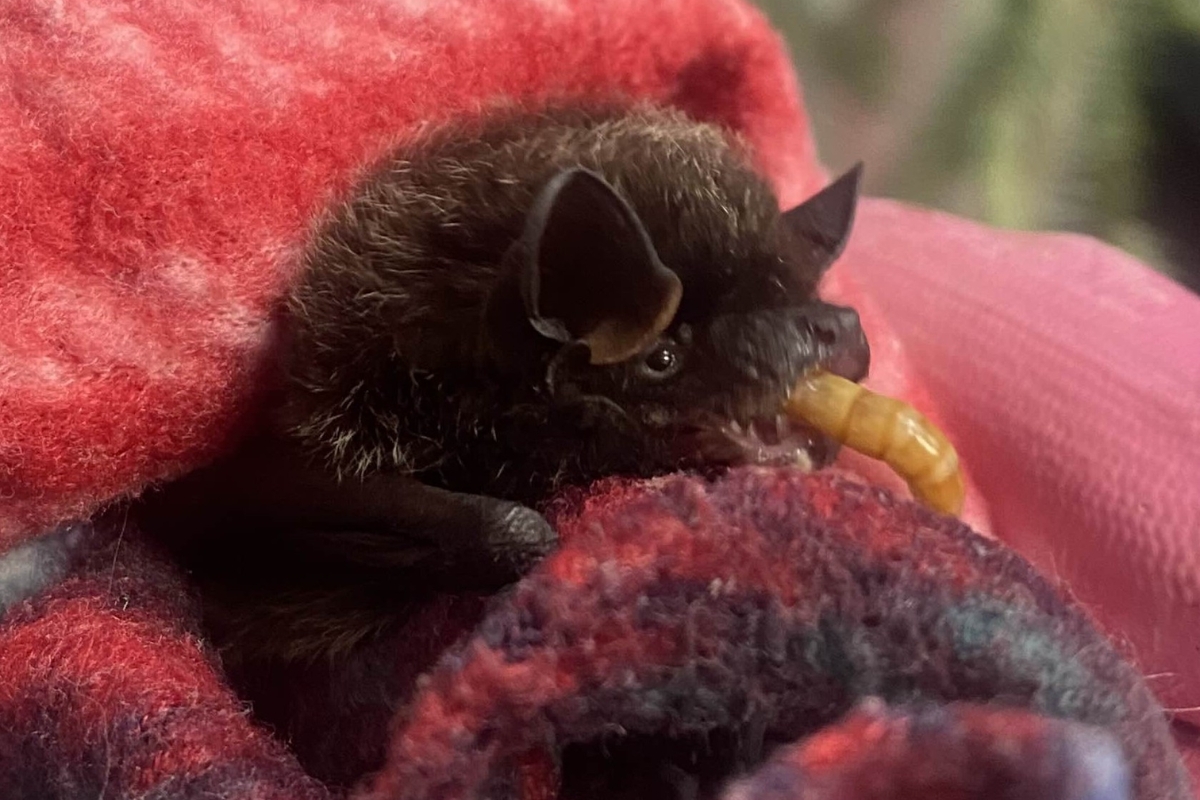 Silver haired bat admitted to Wildlife Center of Virginia