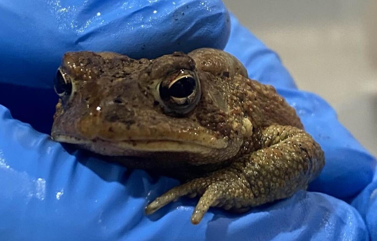 Up close of an Eastern American Toad