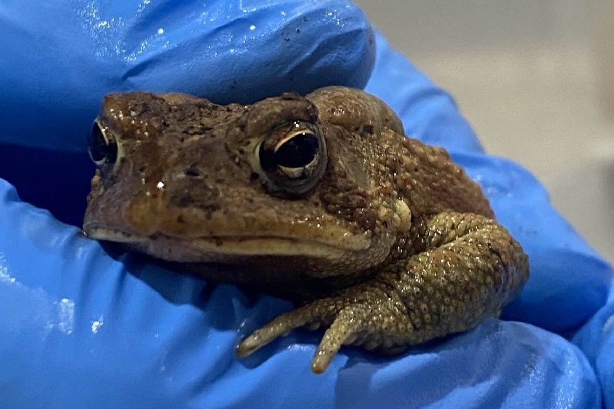 Eastern American Toad rescued by Wildlife Center of Virginia