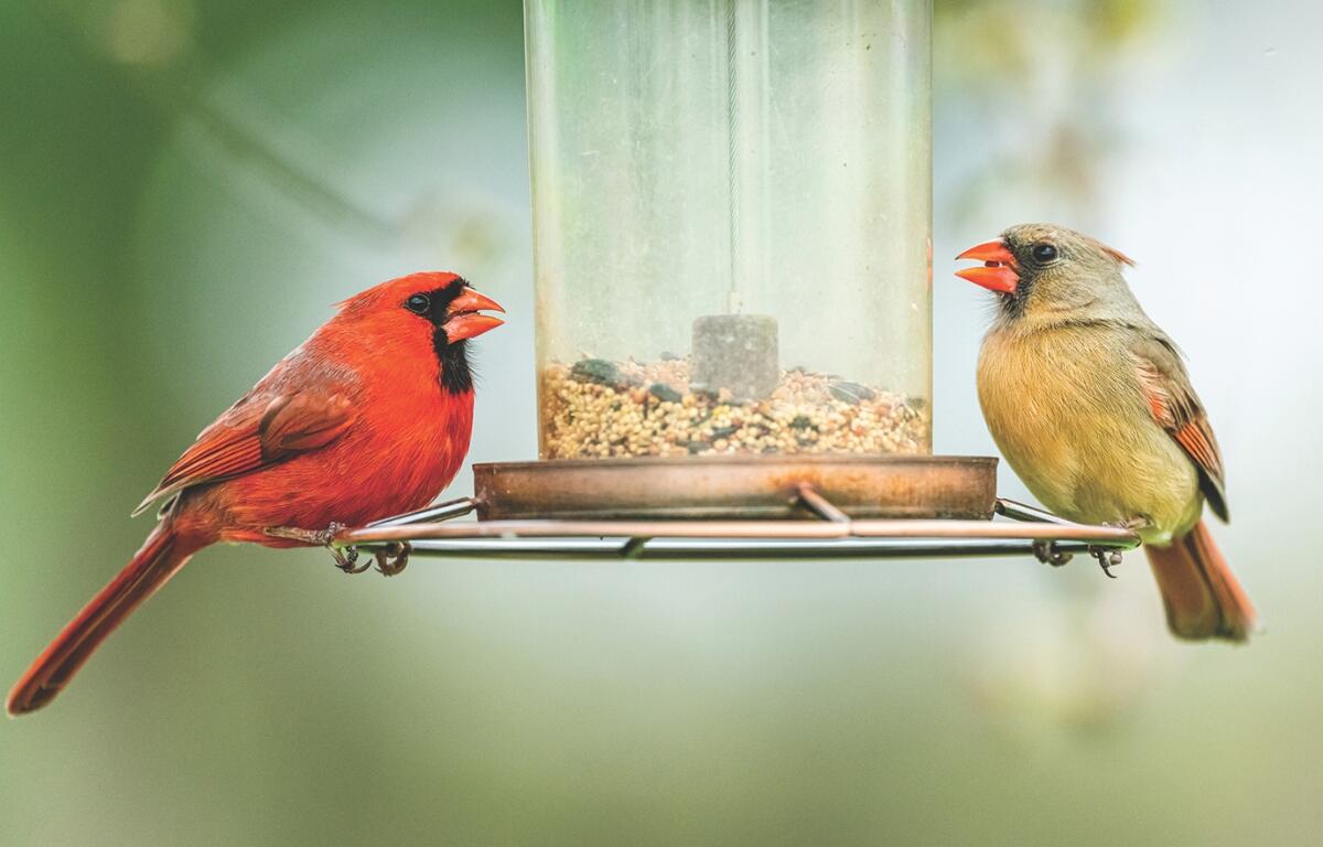birds on bird feeder