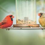 birds on bird feeder