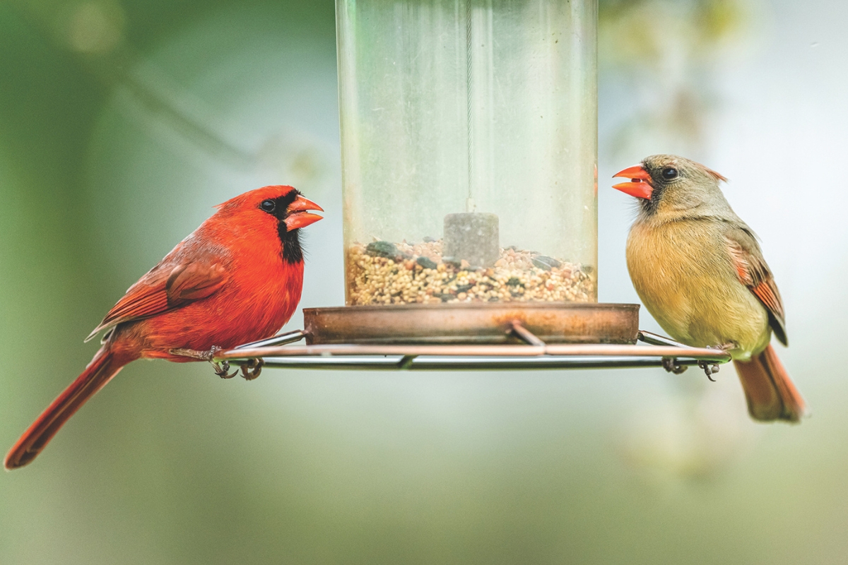 birds on bird feeder