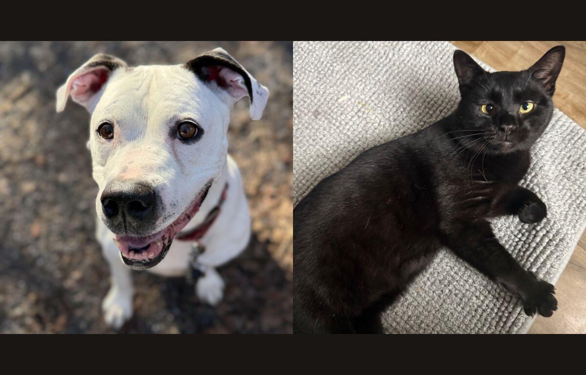 Dozer (left) and Marco (right)