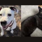 Dozer (left) and Marco (right)