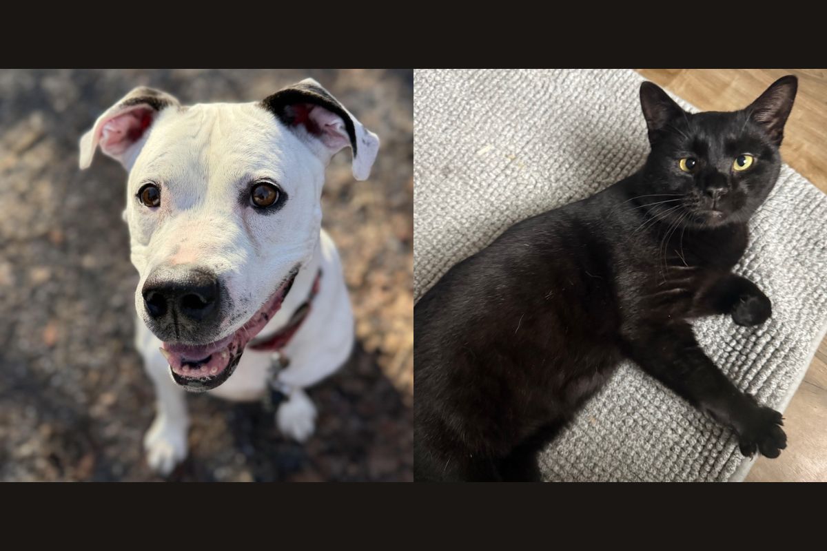 Dozer (left) and Marco (right)