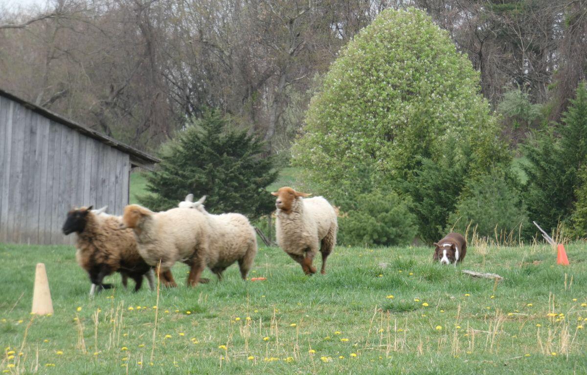 Sheepdog rounding up sheep