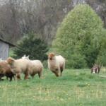 Sheepdog rounding up sheep