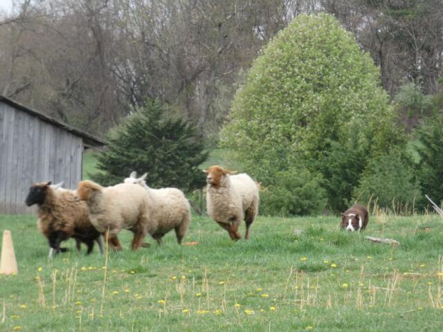 Sheepdog rounding up sheep