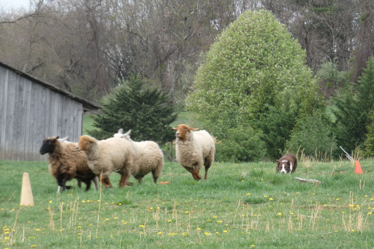 Sheepdog rounding up sheep