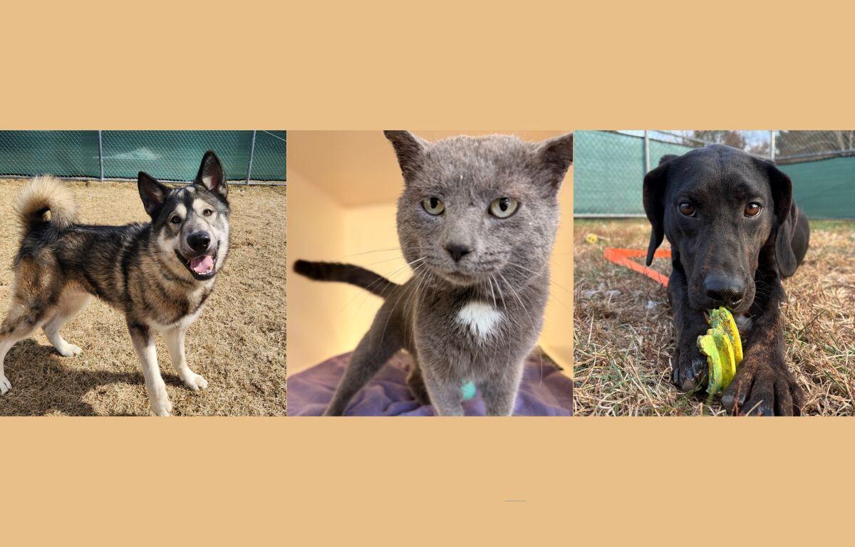 waylon, chevy and remington