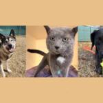 waylon, chevy and remington