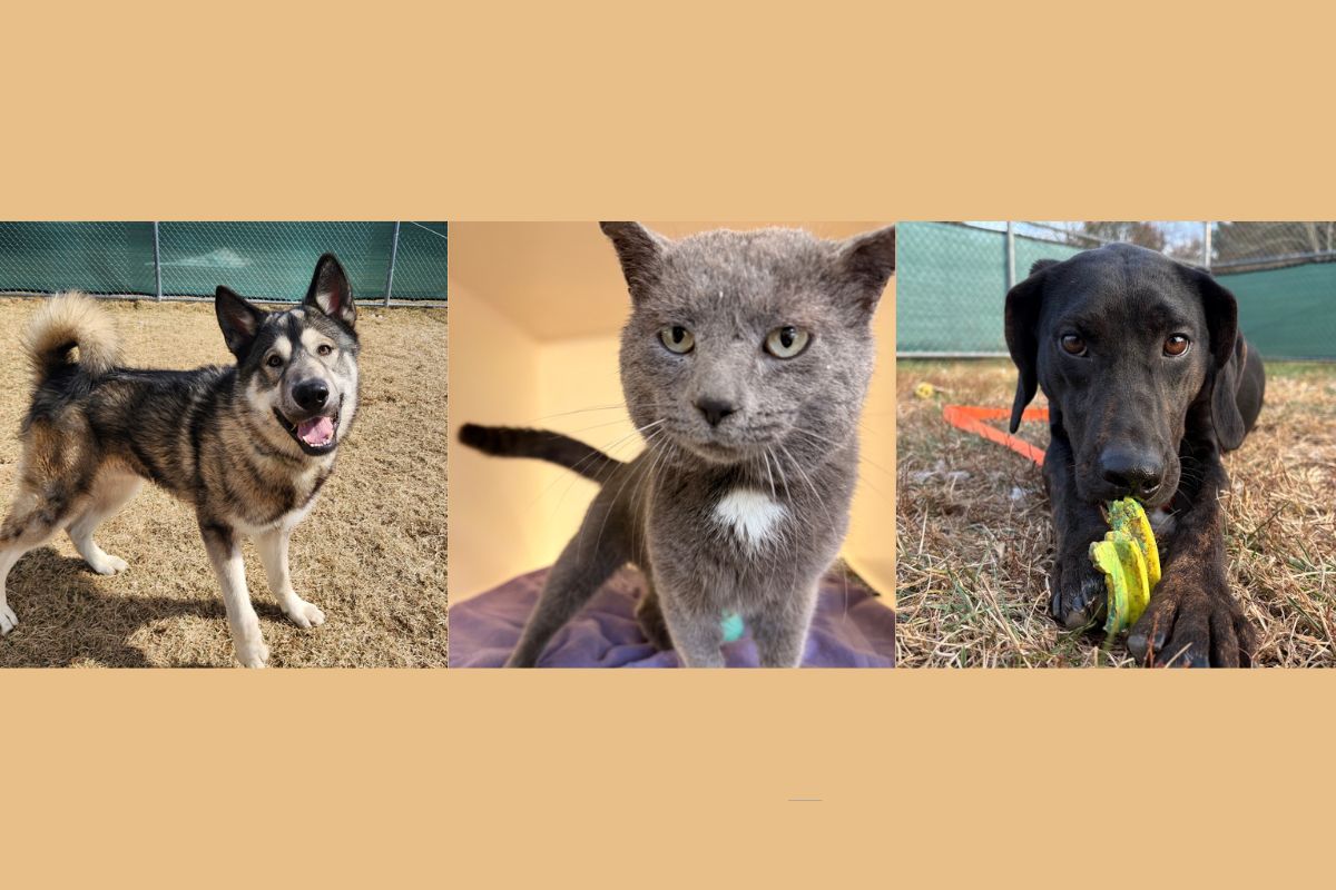 waylon, chevy and remington