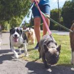 Multiple dogs being walked