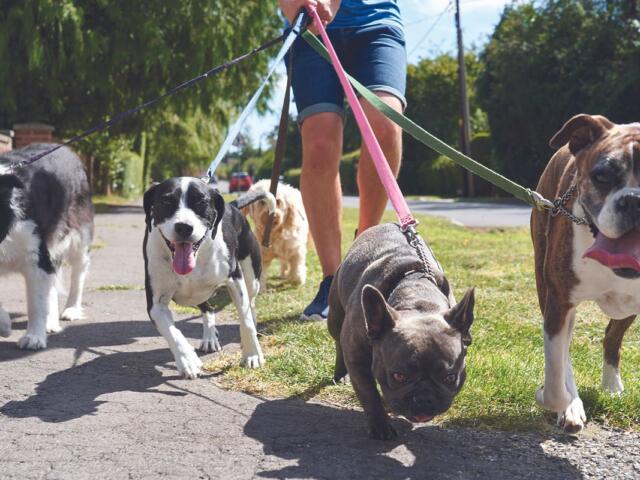 Multiple dogs being walked