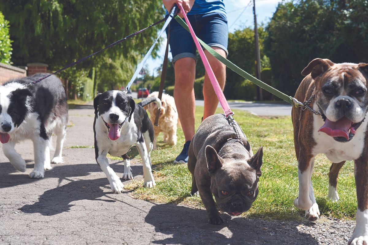Multiple dogs being walked