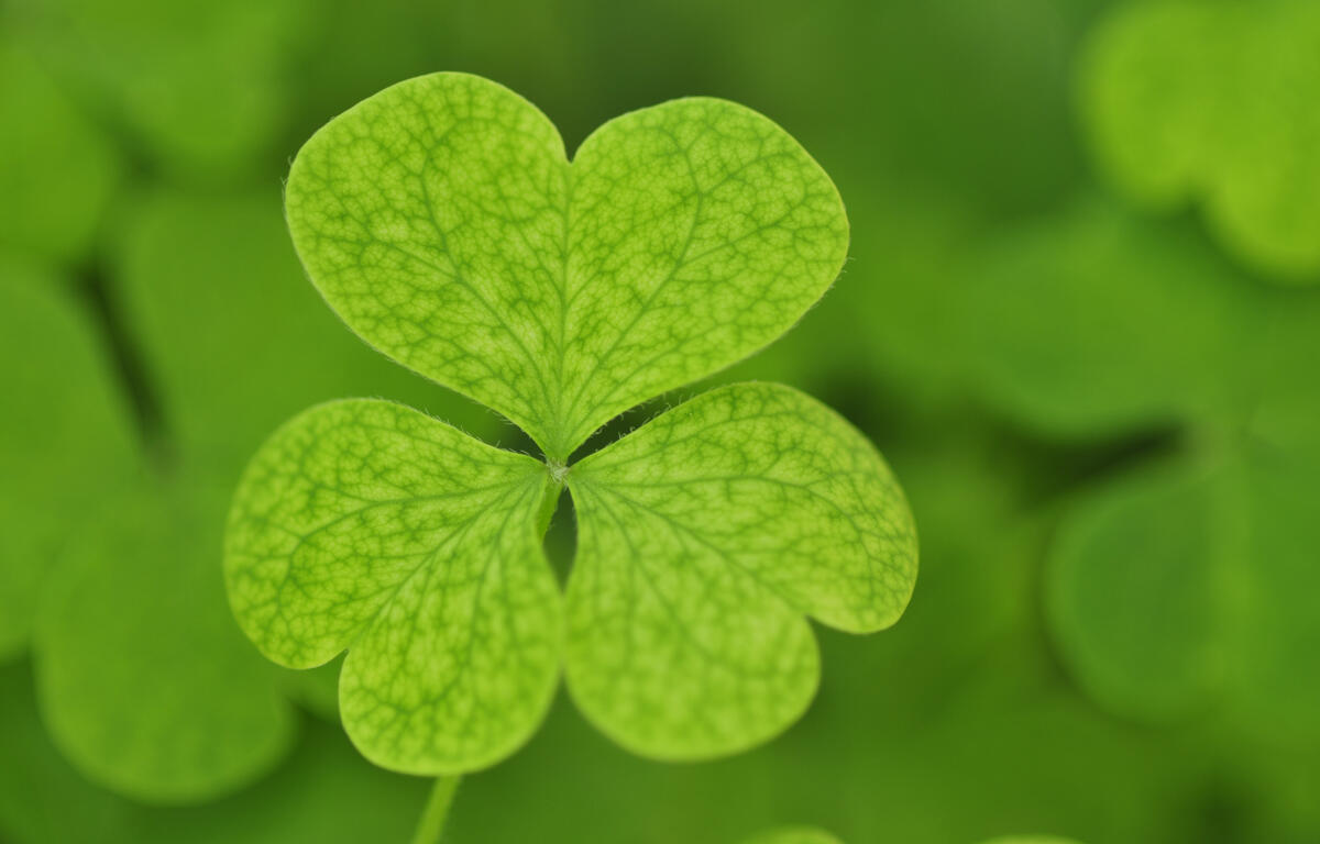 shamrock st. Patrick's day