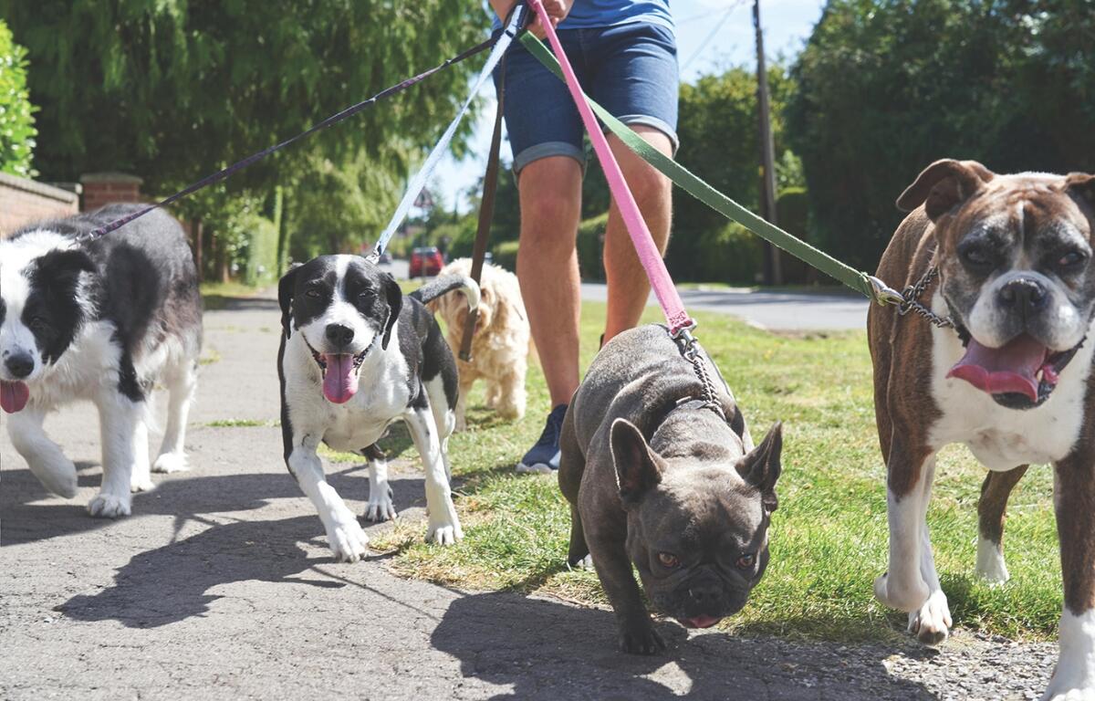 A person walking 5 dogs on leashes.
