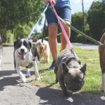 A person walking 5 dogs on leashes.