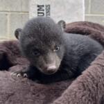 Up close of a bear cub