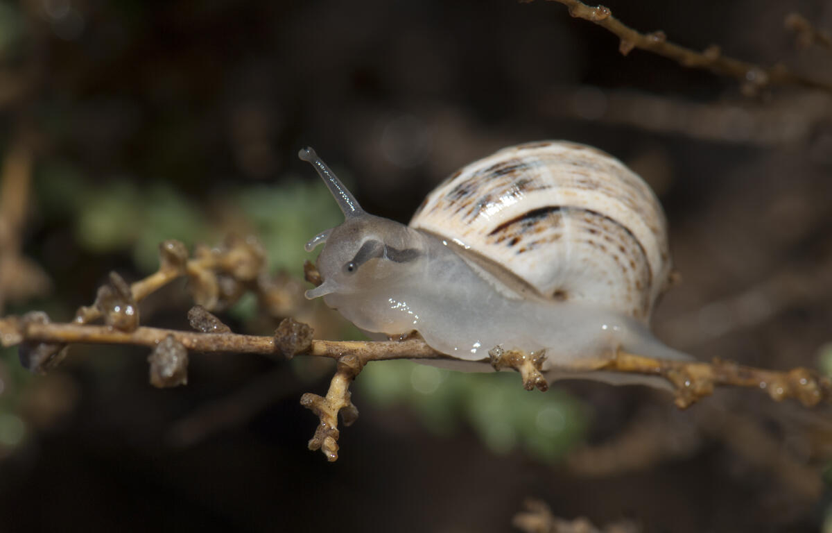 Gray garden snail with a pale striped shell crawling along a brown twig.