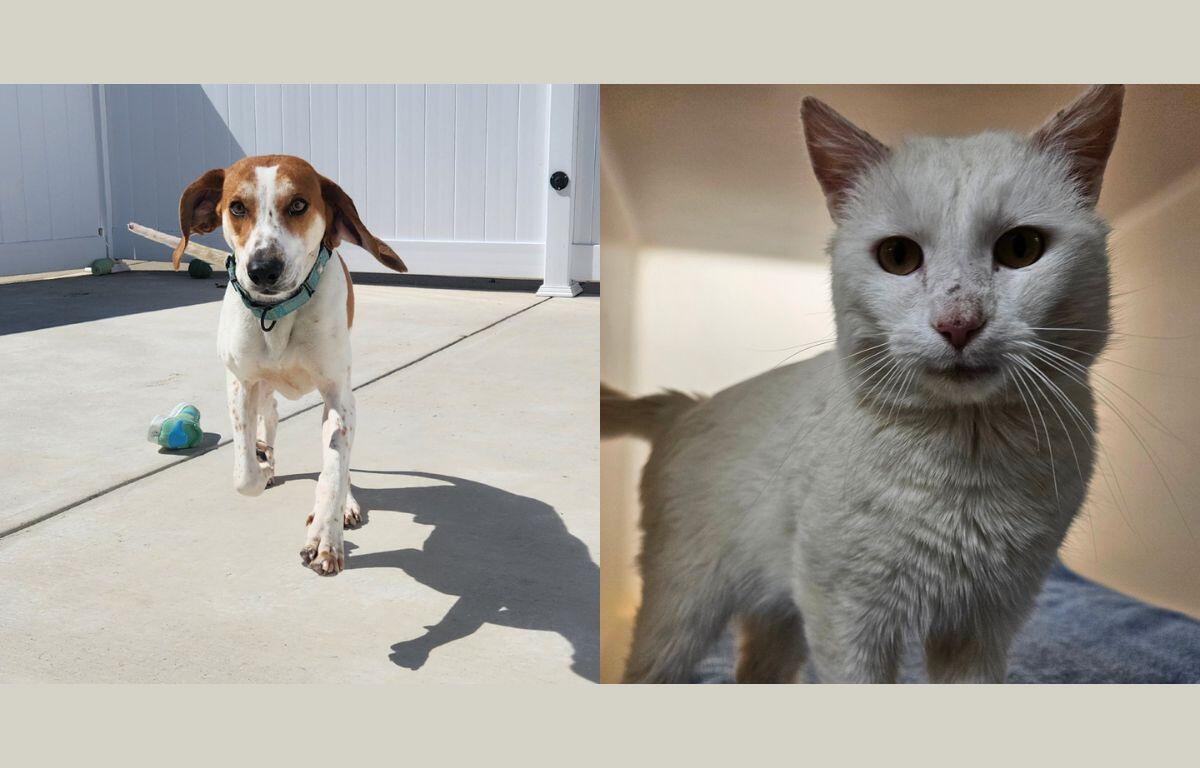 Happy (left) and Geralt (right)