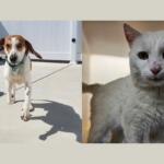 Happy (left) and Geralt (right)