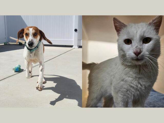 Happy (left) and Geralt (right)