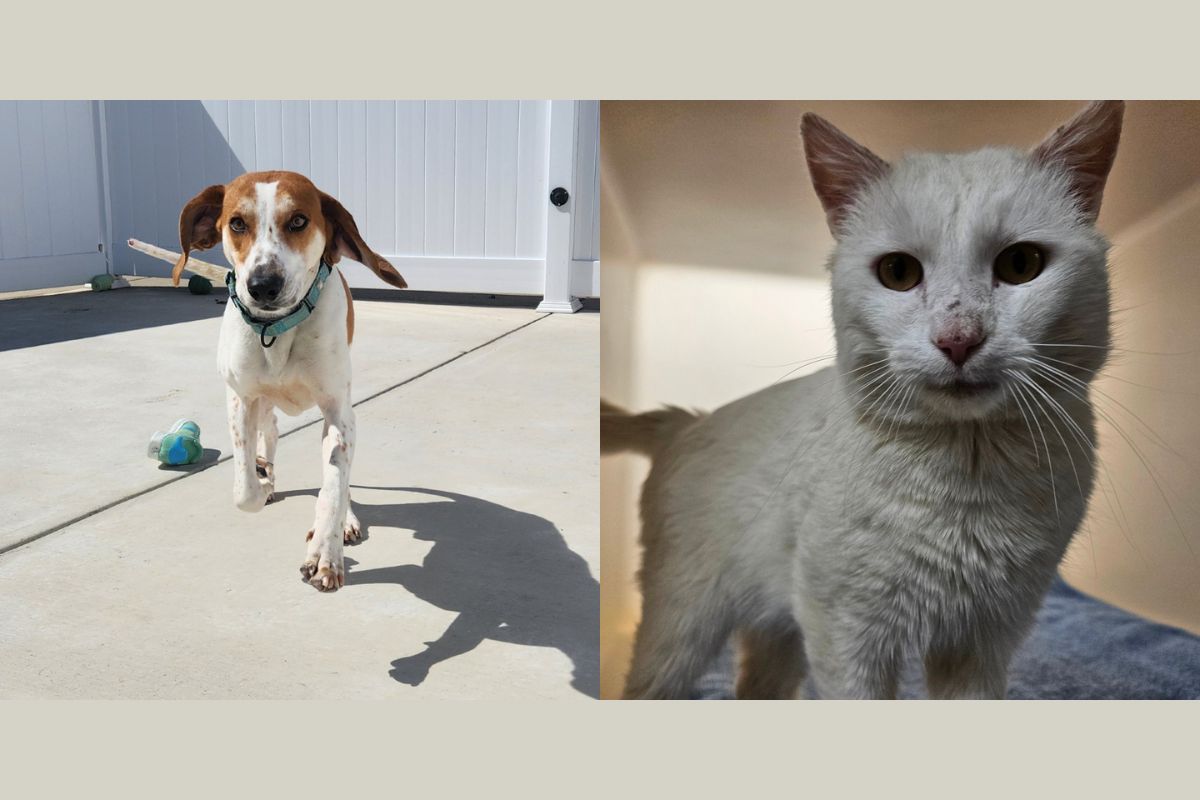 Happy (left) and Geralt (right)