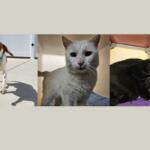 Happy. Geralt and Knightly